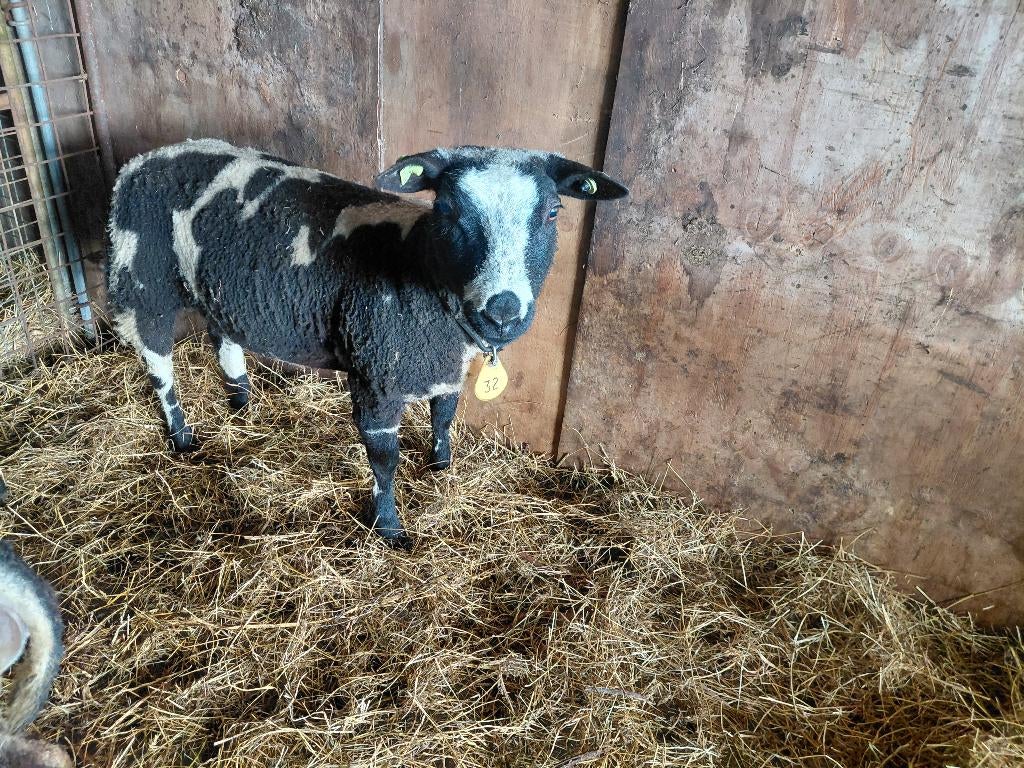 3 drachtige luxe bonte schapen, Vrouwelijk, Schaap, 0 tot 2 jaar
