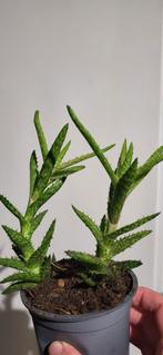 Aloë vera plantje, Huis en Inrichting, Kamerplanten, Ophalen, Minder dan 100 cm