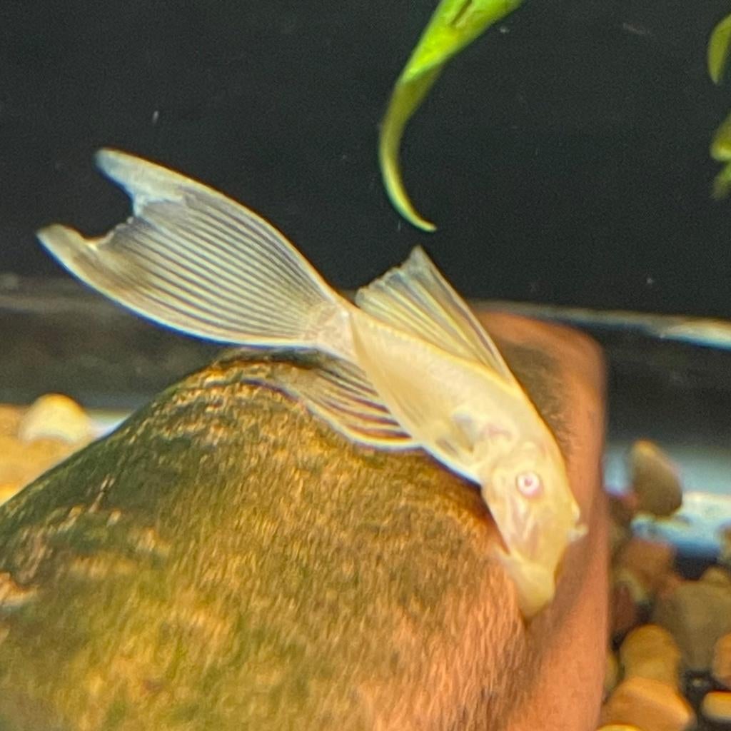 Albino ancistrus longfin, Dieren en Toebehoren, Vis