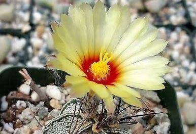 Cactus Astrophytum Capricorne potmaat 10,5 cm., Huis en Inrichting, Kamerplanten, Ophalen of Verzenden, Minder dan 100 cm, Bloeiende kamerplant