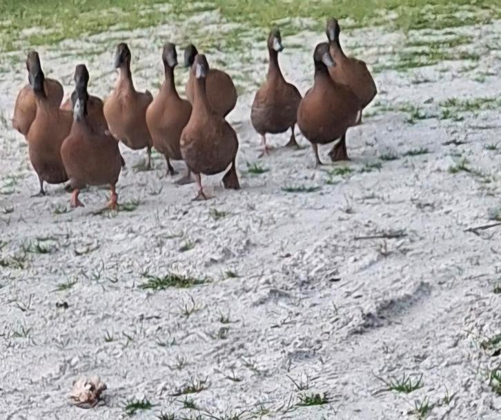 Broed eieren khaki campbell, Dieren en Toebehoren, Pluimvee, Eend, Geslacht onbekend