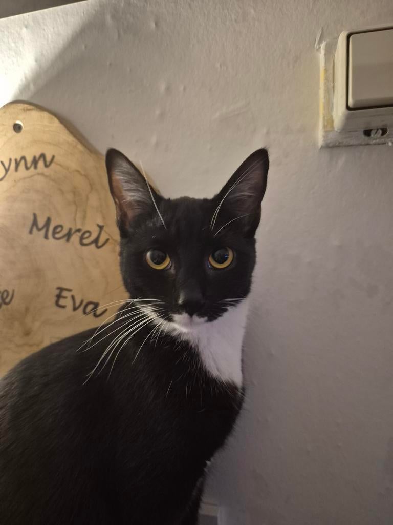 Lieve zwart-witte poes van ca. 1 jaar., Dieren en Toebehoren, Poes, Kortharig, 0 tot 2 jaar