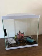 Vissen aquarium, Ophalen, Gebruikt, Leeg aquarium