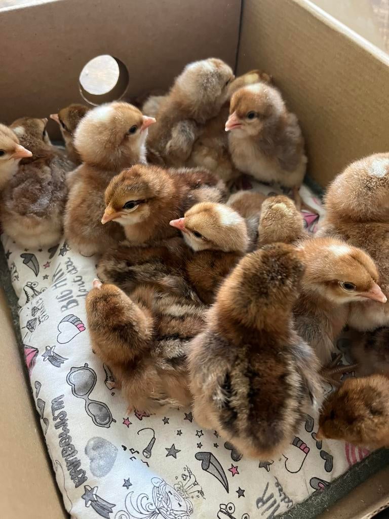 Bielefelder kuikens, Meerdere dieren, Kip