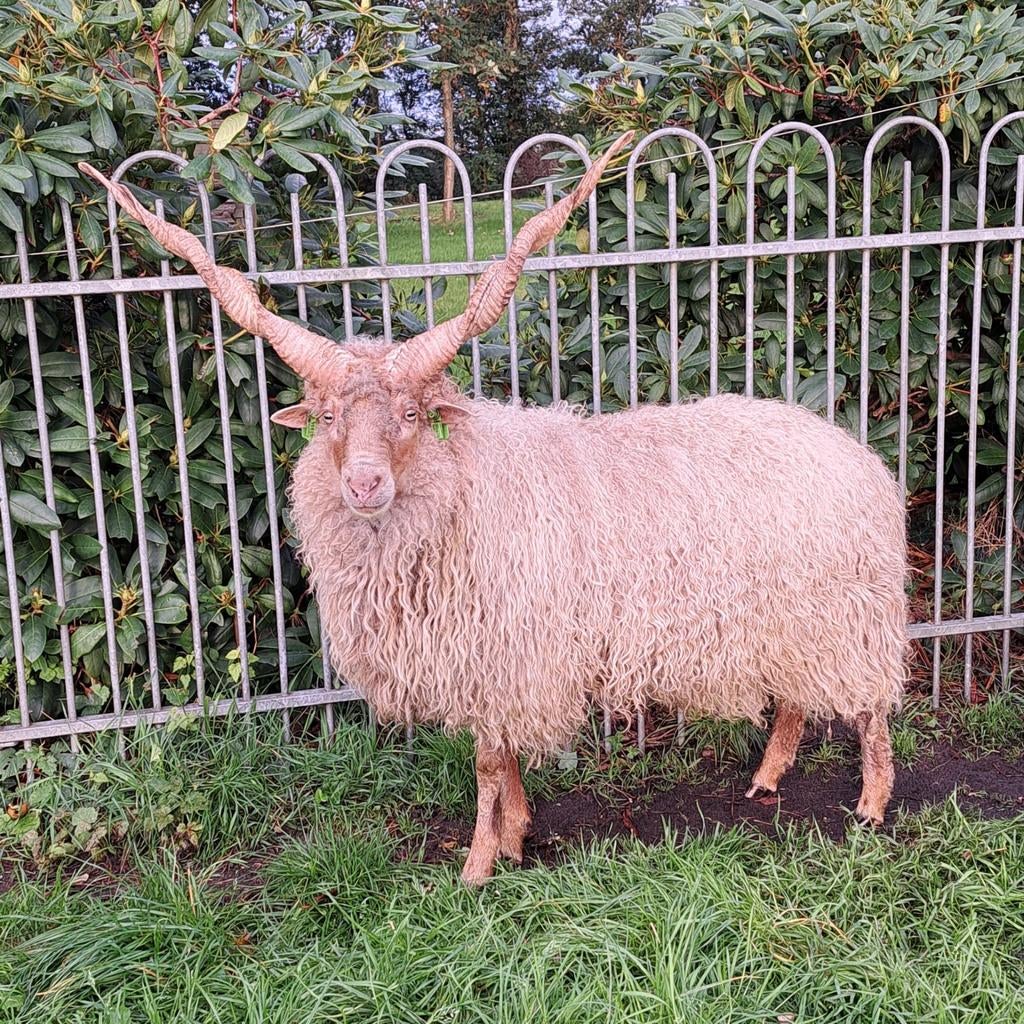 Prachtige Witte Racka te huur, Mannelijk, Schaap, 3 tot 5 jaar