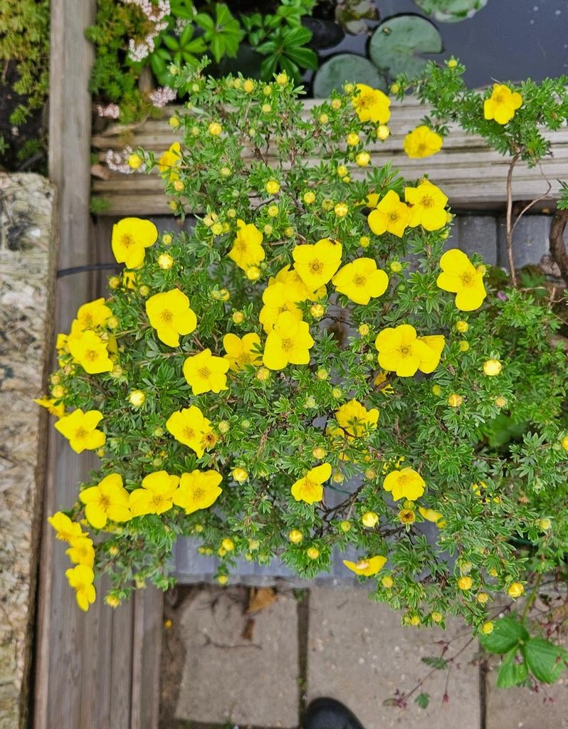 Potentilla Bonsai Geel - Unieke Vaste Plant, Ophalen of Verzenden