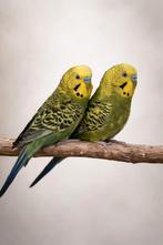 Grasparkieten mannen, Dieren en Toebehoren, Mannelijk, Parkiet