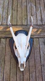 chineese muntjak gewei schedel, Verzamelen, Ophalen of Verzenden, Zo goed als nieuw, Hert, Schedel