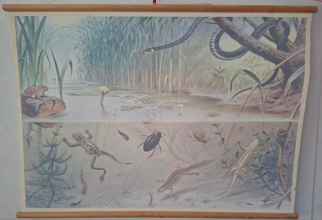 Schoolplaat "In sloot en plas" Koekoek kopie, Ophalen