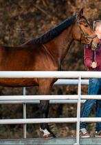 Weidemaatje/ coaching paard/  recreatie paard, Ophalen of Verzenden