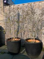 2x zwarte Elho pot incl. boompjes, Overige soorten, 100 tot 250 cm, Zomer, Ophalen