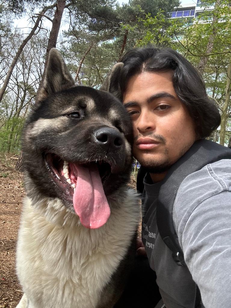 Mooie raszuivere uitstraling – Amerikaanse Akita reu, 15 weken tot 1 jaar, Reu, Eén hond, Nederland