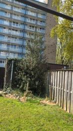 Grote Hulst, Ophalen of Verzenden