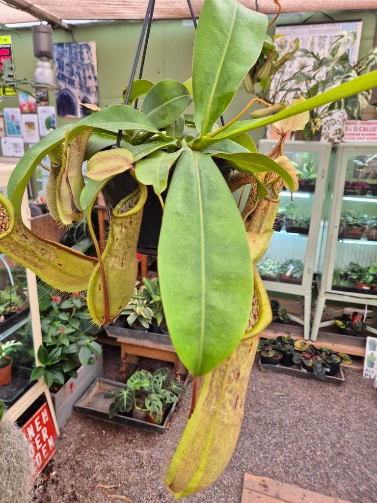 Nepenthes Alata Louisa p14 (2)