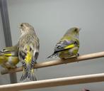 Groenlingen mannen, Dieren en Toebehoren, Mannelijk