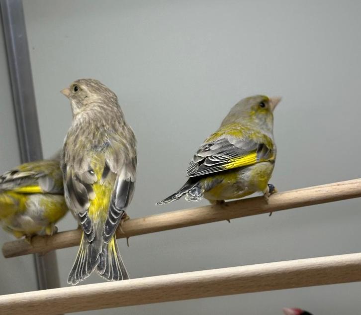 Groenlingen mannen, Dieren en Toebehoren, Vogels | Overige Vogels, Mannelijk