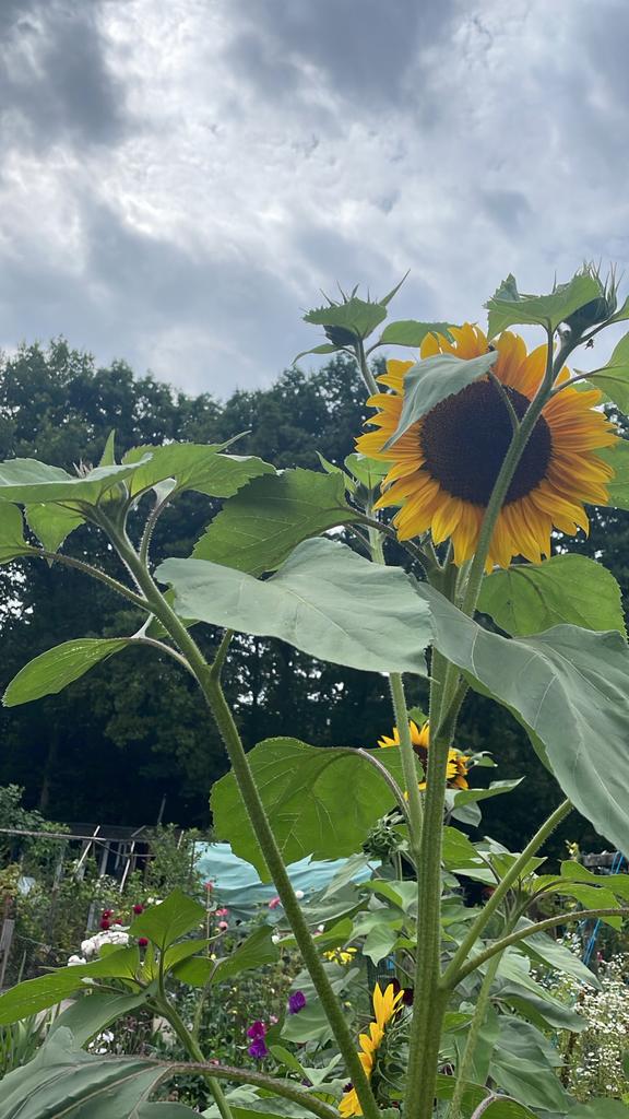 Zonnebloem zaden mix, Tuin en Terras, Bloembollen en Zaden, Ophalen of Verzenden, Voorjaar, Volle zon, Zaad
