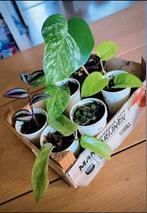 Kamerplanten mini's pakket, Huis en Inrichting, Kamerplanten, Ophalen, Halfschaduw, Minder dan 100 cm