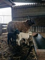 Bonte ooi met 2 ooilammeren, Dieren en Toebehoren, Vrouwelijk, Schaap