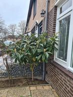 loquat boom, Ophalen, Minder dan 100 cm, Overige soorten, Zomer