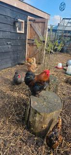 Mooie Cochin kriel haan, Dieren en Toebehoren, Pluimvee, Mannelijk, Kip