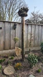 Esdoorn boom, Ophalen of Verzenden, Bloeit niet, Volle zon, Overige soorten