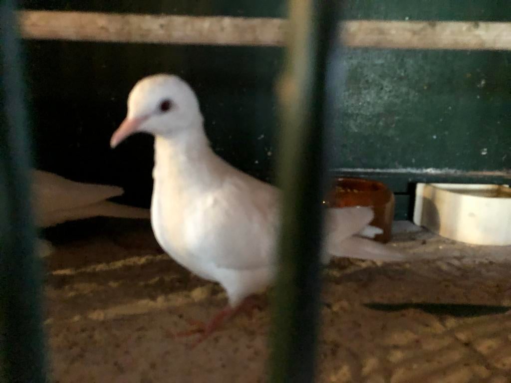 Twee jonge witte tortelduiven, Meerdere dieren, Tortelduif