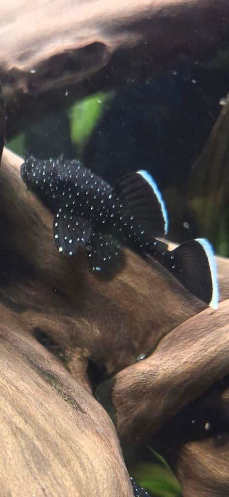 L181 peppermint pleco jongen, Dieren en Toebehoren, Vissen | Aquariumvissen, Vis