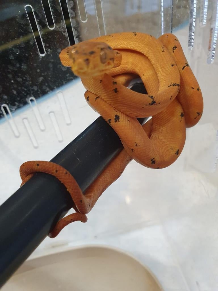 Corallus Hortulanus Dalmatien caramel. ne mi Aout 2025, Dieren en Toebehoren, Slang, 0 tot 2 jaar