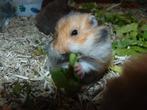 Hamster goudhamster in Assen., Hamster, Februari, Meerdere dieren, Tam