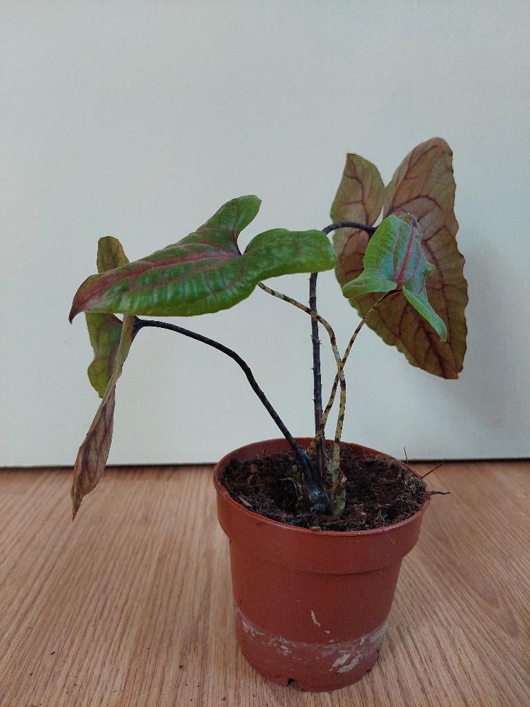 Alocasia Cyrtosperma 'Black Jack' - Reuzentaro / Olifantsoor, Huis en Inrichting, Kamerplanten, Ophalen, Overige soorten, Halfschaduw