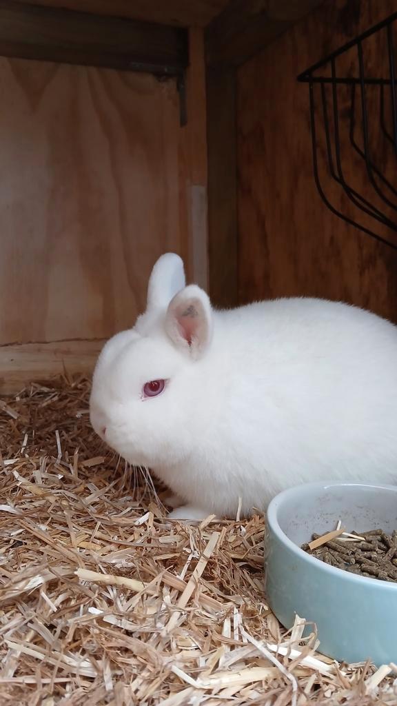 Konijn te koop, Dieren en Toebehoren, Konijnen, Dwerg, Mannelijk, 0 tot 2 jaar