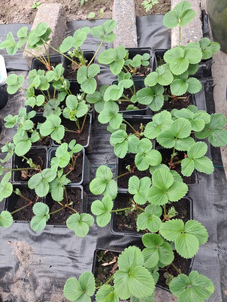 Aardbeiplanten, Ophalen, Overige soorten, Volle zon