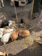 Prachtige jonge konijntjes, Dieren en Toebehoren, Konijnen, Meerdere dieren, Dwerg, Hangoor, 0 tot 2 jaar