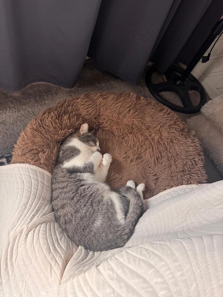 2 poezen zoeken thuis, Dieren en Toebehoren, Katten en Kittens | Raskatten | Korthaar, Poes, Ingeënt