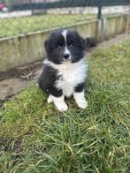 Prachtige Belgische Australische herder pupjes te koop, Parvo, België, 15 weken tot 1 jaar, Meerdere