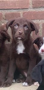 Supermooie LABRADOR x FRIESE STABIJ pup - reutje, Dieren en Toebehoren, Parvo, Nederland, Reu, 8 tot 15 weken