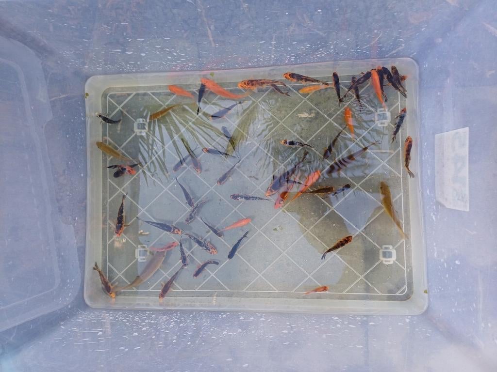 Japanse koi, Dieren en Toebehoren, Vissen | Vijvervissen