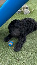 Prachtige Zwarte Labradoodle Pups Australian, Parvo, 8 tot 15 weken, Labrador retriever, Meerdere