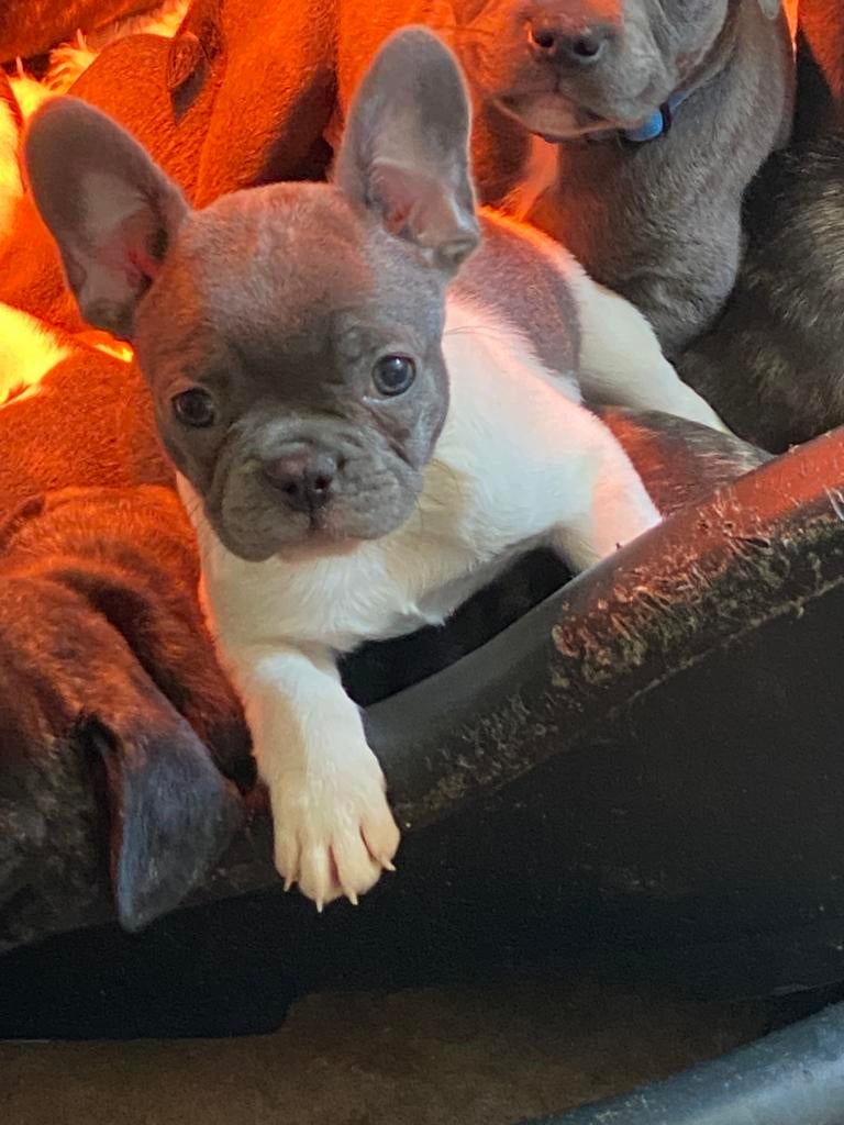 Franse Bulldog pups – ouders met stamboom 🐶❤️🐾, 8 tot 15 weken, Parvo, Bulldog, Meerdere