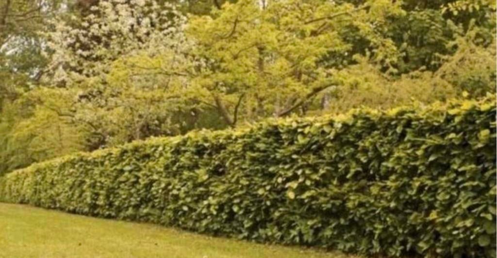 Fagus Sylvatica beukhaag, Tuin en Terras, Ophalen of Verzenden, Bloeit niet, Halfschaduw, Overige soorten