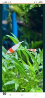 Crystal Red Garnalen, Kreeft, Krab of Garnaal, Zoetwatervis, Schoolvis