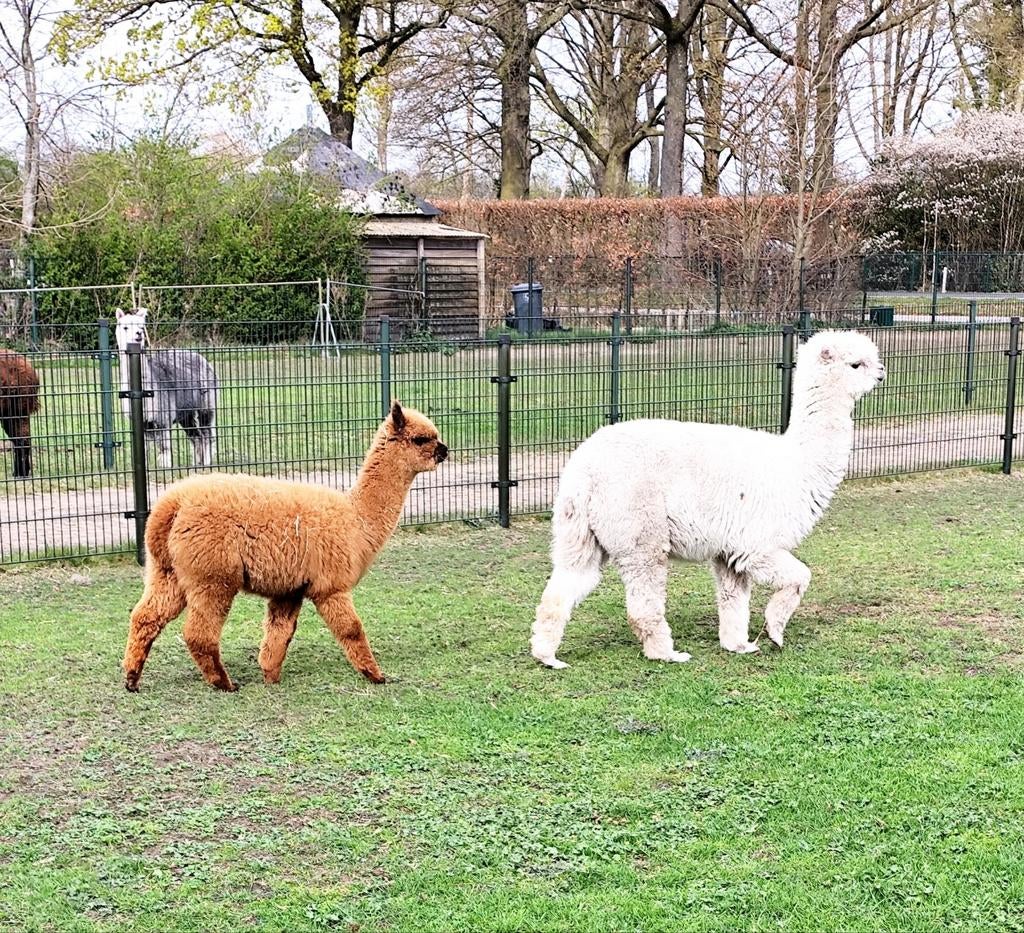 Alpaca merries van 2025, Dieren en Toebehoren, Juni, Meerdere dieren