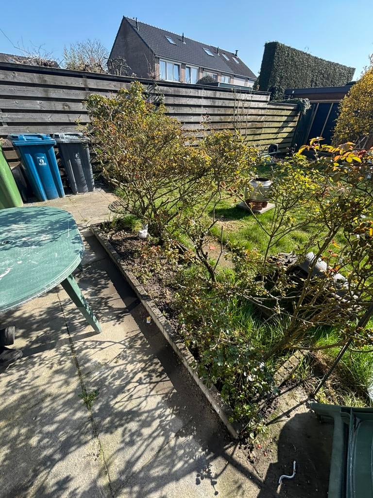 Rozen haag, Tuin en Terras, Planten | Struiken en Hagen, Ophalen of Verzenden