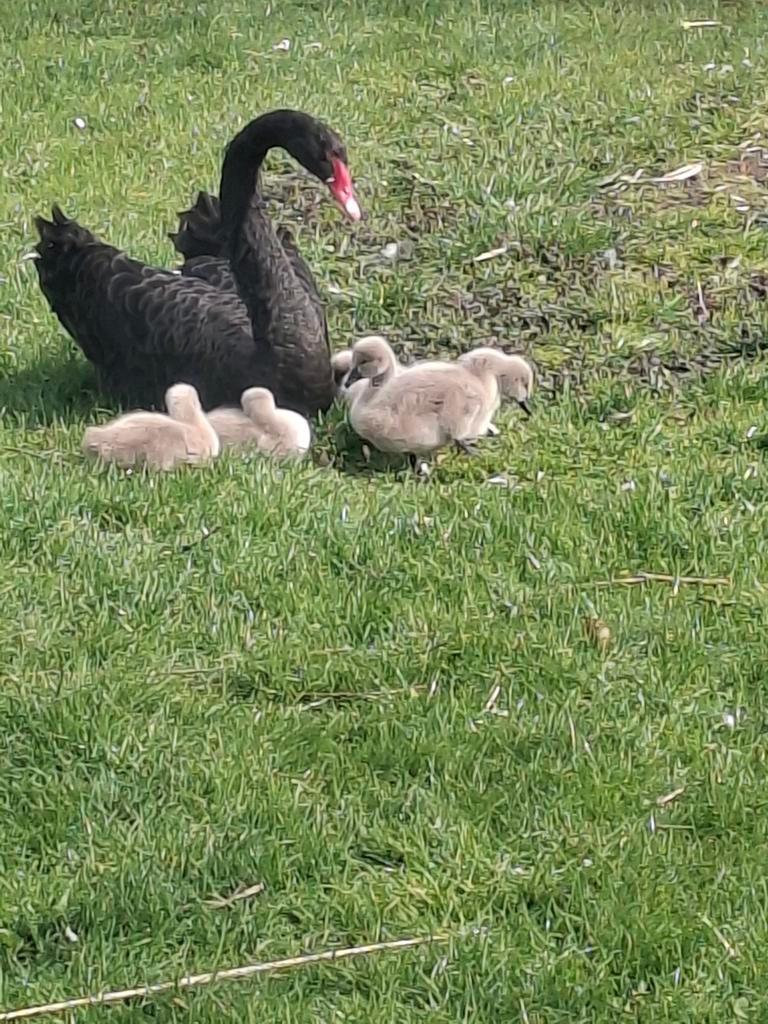 Groenling man gevraagd, Dieren en Toebehoren, Mannelijk