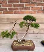 Juniperus Chinensis Bonsai, Tuin en Terras, Overige soorten, Volle zon, Vaste plant, Ophalen of Verzenden