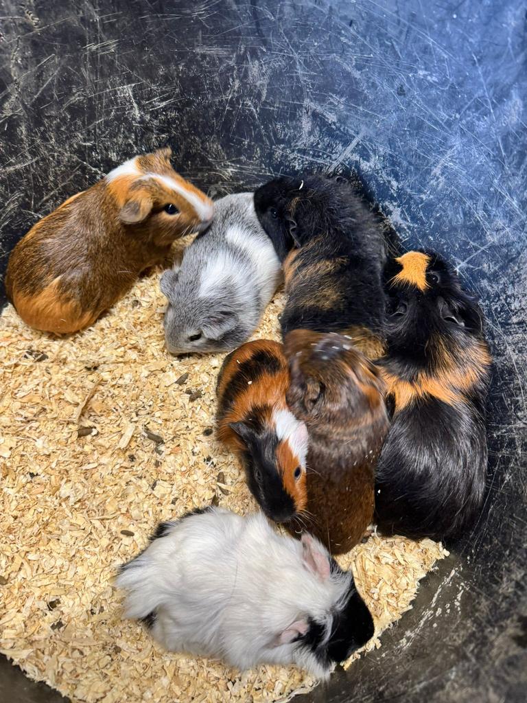 Cavia, Vrouwelijk, Tam, Maart, Cavia