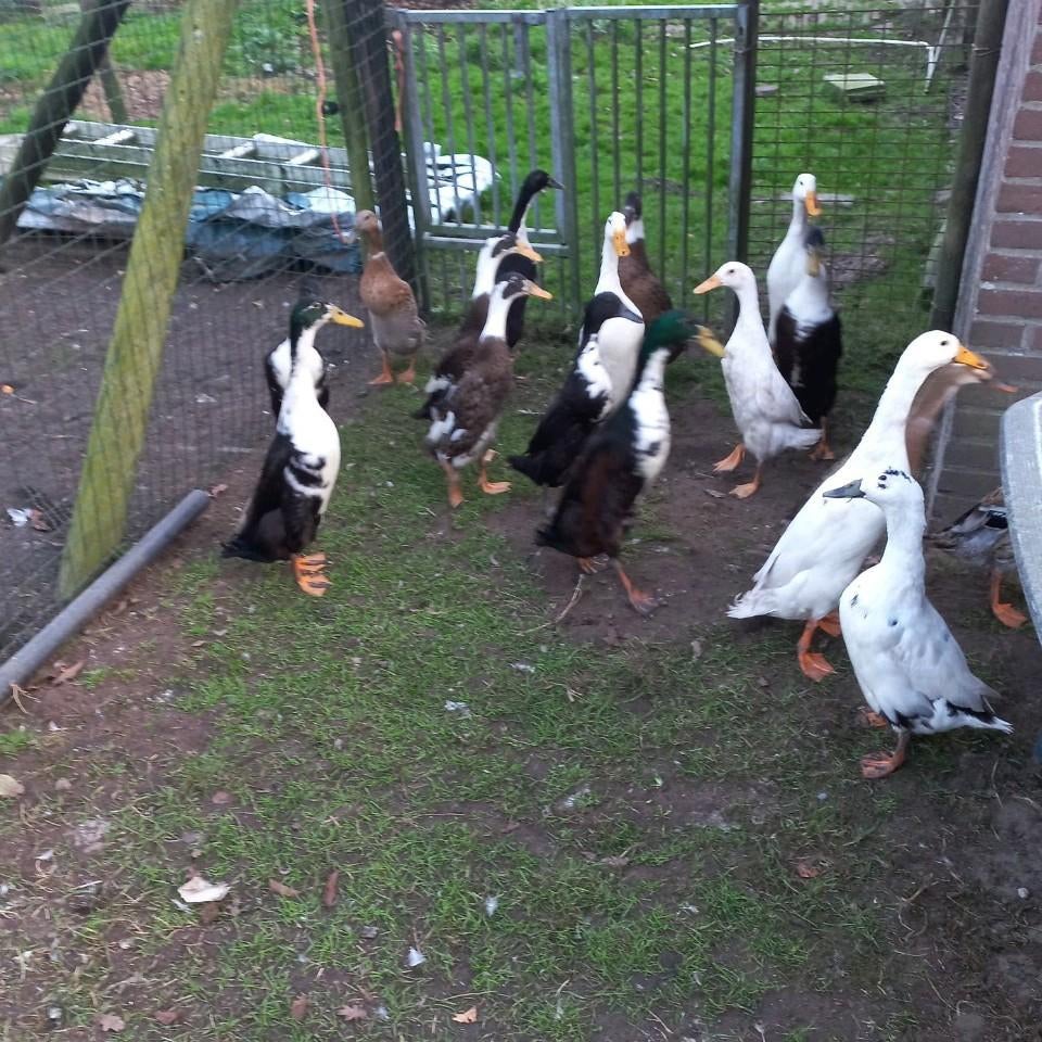 Indische loopeenden, Dieren en Toebehoren, Pluimvee, Mannelijk, Eend