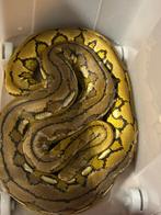 1.0 super dwarf retic python platinum '22, Dieren en Toebehoren, Slang, 3 tot 6 jaar