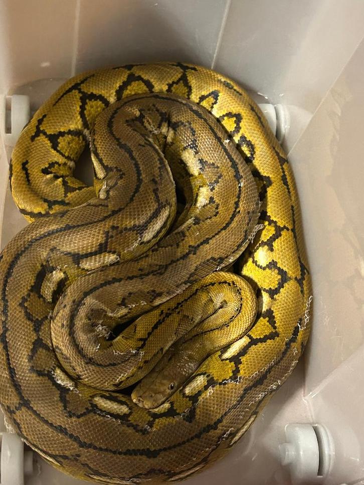 1.0 super dwarf retic python platinum '22, Dieren en Toebehoren, Reptielen en Amfibieën, Slang, 3 tot 6 jaar